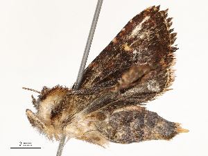  ( - CBG-A53667-G05)  @11 [ ] CreativeCommons - Attribution Share - Alike (2024) CBG Photography Group Centre for Biodiversity Genomics