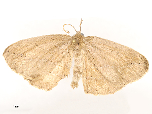  ( - CBG-A54468-B08)  @11 [ ] CreativeCommons - Attribution Share - Alike (2024) CBG Photography Group Centre for Biodiversity Genomics