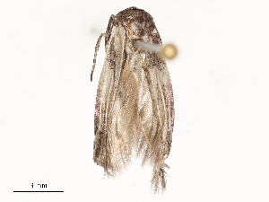  (Blastobasis Malaise8580 - CBG-A54468-C11)  @11 [ ] CreativeCommons - Attribution Share - Alike (2024) CBG Photography Group Centre for Biodiversity Genomics