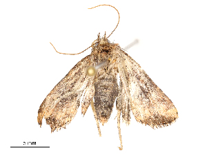  ( - CBG-A54469-B05)  @11 [ ] CreativeCommons - Attribution Share - Alike (2024) CBG Photography Group Centre for Biodiversity Genomics