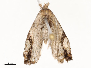  ( - CBG-A54470-B02)  @11 [ ] CreativeCommons - Attribution Share - Alike (2024) CBG Photography Group Centre for Biodiversity Genomics