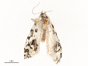  (Cochylinae01 Malaise8687 - CBG-A54470-B03)  @11 [ ] CreativeCommons - Attribution Share - Alike (2024) CBG Photography Group Centre for Biodiversity Genomics