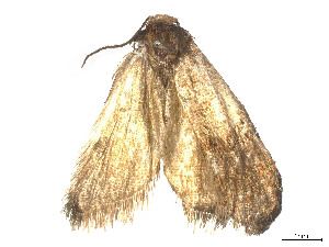  (tortMalaise01 Malaise7073 - CBG-A54471-A01)  @11 [ ] CreativeCommons - Attribution (2024) CBG Photography Group Centre for Biodiversity Genomics