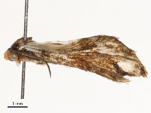  ( - CBG-A54471-A03)  @11 [ ] CreativeCommons - Attribution Share - Alike (2024) CBG Photography Group Centre for Biodiversity Genomics