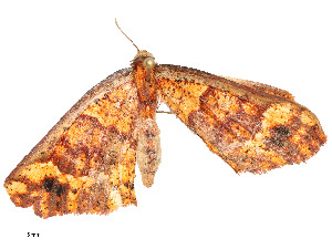  ( - CBG-A54471-E10)  @11 [ ] CreativeCommons - Attribution Share - Alike (2024) CBG Photography Group Centre for Biodiversity Genomics