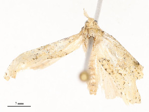  (Saphenista Malaise5177 - CBG-A54471-F02)  @11 [ ] CreativeCommons - Attribution Share - Alike (2024) CBG Photography Group Centre for Biodiversity Genomics