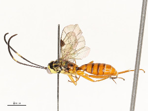 ( - CBG-A54489-C06)  @11 [ ] CreativeCommons - Attribution Share - Alike (2024) CBG Photography Group Centre for Biodiversity Genomics