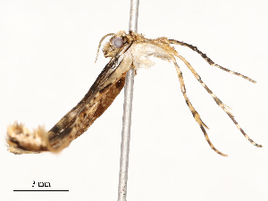  ( - CBG-A54490-A09)  @11 [ ] CreativeCommons - Attribution Share - Alike (2024) CBG Photography Group Centre for Biodiversity Genomics