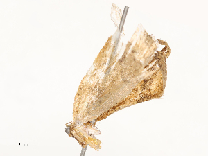  (tortMalaise9398 Malaise1882 - CBG-A54490-B10)  @11 [ ] CreativeCommons - Attribution Share - Alike (2024) CBG Photography Group Centre for Biodiversity Genomics