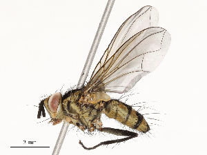  (Calolydella Malaise4490 - CBG-A54490-C05)  @11 [ ] CreativeCommons - Attribution Share - Alike (2024) CBG Photography Group Centre for Biodiversity Genomics