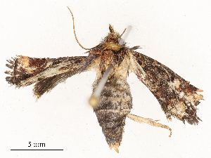  ( - CBG-A54490-F09)  @11 [ ] CreativeCommons - Attribution Share - Alike (2024) CBG Photography Group Centre for Biodiversity Genomics