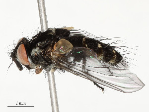  ( - CBG-A54492-A02)  @11 [ ] CreativeCommons - Attribution Share - Alike (2024) CBG Photography Group Centre for Biodiversity Genomics