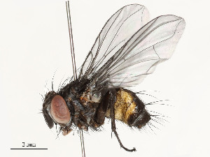  (Lixophaga Malaise4492 - CBG-A54492-A08)  @11 [ ] CreativeCommons - Attribution Share - Alike (2024) CBG Photography Group Centre for Biodiversity Genomics