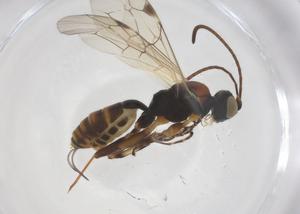  ( - CBG-A54914-B09)  @11 [ ] CreativeCommons - Attribution Share - Alike (2024) Centre for Biodiversity Genomics Centre for Biodiversity Genomics