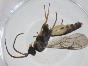  ( - CBG-A54915-E06)  @11 [ ] CreativeCommons - Attribution Share - Alike (2024) Centre for Biodiversity Genomics Centre for Biodiversity Genomics