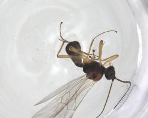  ( - CBG-A54915-H03)  @11 [ ] CreativeCommons - Attribution Share - Alike (2024) Centre for Biodiversity Genomics Centre for Biodiversity Genomics