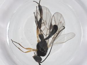  ( - CBG-A54917-E09)  @11 [ ] CreativeCommons - Attribution Share - Alike (2024) Centre for Biodiversity Genomics Centre for Biodiversity Genomics