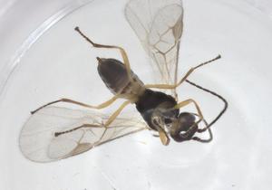  ( - CBG-A54917-F05)  @11 [ ] CreativeCommons - Attribution Share - Alike (2024) Centre for Biodiversity Genomics Centre for Biodiversity Genomics