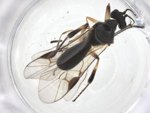  ( - CBG-A54917-H01)  @11 [ ] CreativeCommons - Attribution Share - Alike (2024) Centre for Biodiversity Genomics Centre for Biodiversity Genomics