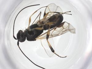  ( - CBG-A54917-H08)  @11 [ ] CreativeCommons - Attribution Share - Alike (2024) Centre for Biodiversity Genomics Centre for Biodiversity Genomics