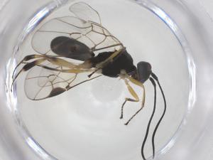  ( - CBG-A54919-G02)  @11 [ ] CreativeCommons - Attribution Share - Alike (2024) Centre for Biodiversity Genomics Centre for Biodiversity Genomics