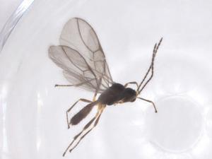  (Blacus Malaise8514 - CBG-A54932-G11)  @11 [ ] CreativeCommons - Attribution Share - Alike (2024) Centre for Biodiversity Genomics Centre for Biodiversity Genomics