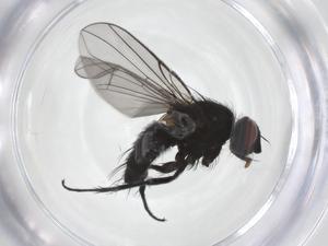  ( - CBG-A54934-H11)  @11 [ ] CreativeCommons - Attribution Share - Alike (2024) Centre for Biodiversity Genomics Centre for Biodiversity Genomics