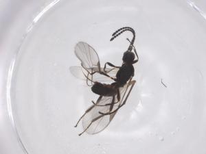  ( - CBG-A55024-C06)  @11 [ ] CreativeCommons - Attribution Share - Alike (2024) Centre for Biodiversity Genomics Centre for Biodiversity Genomics