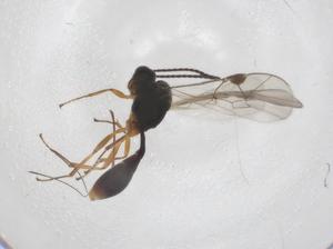  ( - CBG-A56169-F10)  @11 [ ] CreativeCommons - Attribution Share - Alike (2024) Centre for Biodiversity Genomics Centre for Biodiversity Genomics