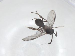  ( - CBG-A56174-B02)  @11 [ ] CreativeCommons - Attribution Share - Alike (2024) Centre for Biodiversity Genomics Centre for Biodiversity Genomics