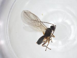  ( - CBG-A56453-H03)  @11 [ ] CreativeCommons - Attribution Share - Alike (2024) Centre for Biodiversity Genomics Centre for Biodiversity Genomics