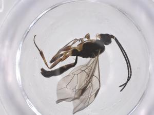  ( - CBG-A56465-E07)  @11 [ ] CreativeCommons - Attribution Share - Alike (2024) Centre for Biodiversity Genomics Centre for Biodiversity Genomics