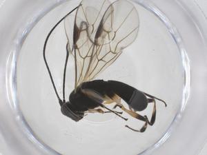  ( - CBG-A56468-E03)  @11 [ ] CreativeCommons - Attribution Share - Alike (2024) Centre for Biodiversity Genomics Centre for Biodiversity Genomics