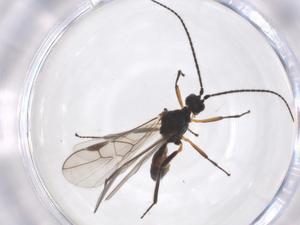  ( - CBG-A56471-H11)  @11 [ ] CreativeCommons - Attribution Share - Alike (2024) Centre for Biodiversity Genomics Centre for Biodiversity Genomics