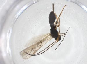  ( - CBG-A56487-F02)  @11 [ ] CreativeCommons - Attribution Share - Alike (2024) Centre for Biodiversity Genomics Centre for Biodiversity Genomics