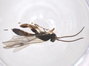  ( - CBG-A56497-H02)  @11 [ ] CreativeCommons - Attribution Share - Alike (2024) Centre for Biodiversity Genomics Centre for Biodiversity Genomics