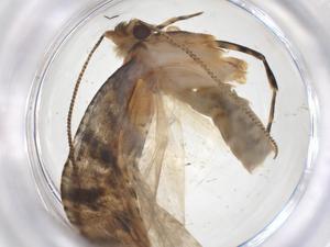  ( - CBG-A56507-H08)  @11 [ ] CreativeCommons - Attribution Share - Alike (2024) Centre for Biodiversity Genomics Centre for Biodiversity Genomics