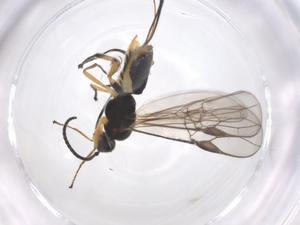  (Bracon Malaise8425 - CBG-A56508-D01)  @11 [ ] CreativeCommons - Attribution Share - Alike (2024) Centre for Biodiversity Genomics Centre for Biodiversity Genomics