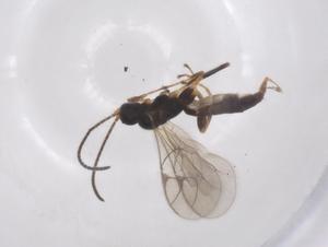  (Chilocyrtus Malaise6473 - CBG-A56515-C07)  @11 [ ] CreativeCommons - Attribution Share - Alike (2024) Centre for Biodiversity Genomics Centre for Biodiversity Genomics