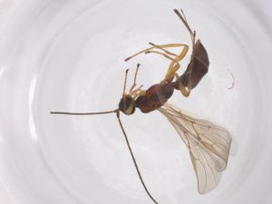  ( - CBG-A56633-A10)  @11 [ ] CreativeCommons - Attribution Share - Alike (2024) Centre for Biodiversity Genomics Centre for Biodiversity Genomics