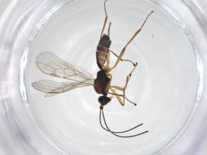  ( - CBG-A56635-F12)  @11 [ ] CreativeCommons - Attribution Share - Alike (2024) Centre for Biodiversity Genomics Centre for Biodiversity Genomics