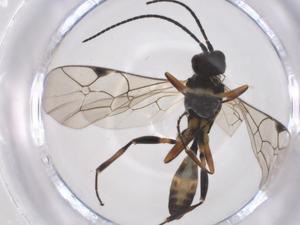  (crypMalaise01 Malaise3499 - CBG-A56637-G07)  @11 [ ] CreativeCommons - Attribution Share - Alike (2024) Centre for Biodiversity Genomics Centre for Biodiversity Genomics