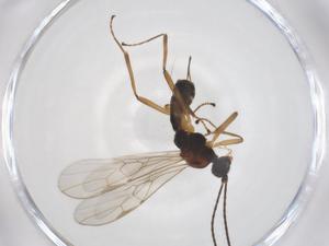  ( - CBG-A56646-D08)  @11 [ ] CreativeCommons - Attribution Share - Alike (2024) Centre for Biodiversity Genomics Centre for Biodiversity Genomics