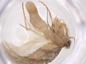  ( - CBG-A57973-H06)  @11 [ ] CreativeCommons - Attribution Share - Alike (2024) Centre for Biodiversity Genomics Centre for Biodiversity Genomics