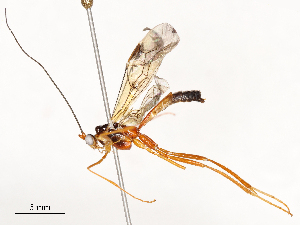  (Macrocentrus Malaise8491 - CBG-A58561-A04)  @11 [ ] CreativeCommons - Attribution Share - Alike (2024) CBG Photography Group Centre for Biodiversity Genomics