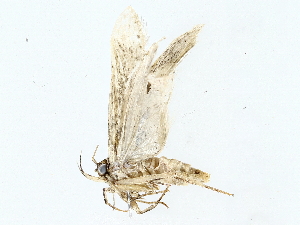  (gelJanzen01 Janzen9931 - BIOUG62730-A10)  @11 [ ] CreativeCommons - Attribution (2022) CBG Photography Group Centre for Biodiversity Genomics