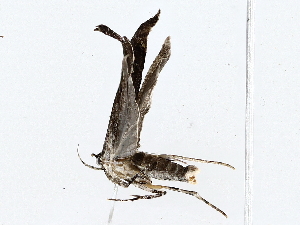  ( - BIOUG62730-G01)  @11 [ ] CreativeCommons - Attribution (2022) CBG Photography Group Centre for Biodiversity Genomics