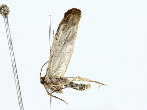  (Hypatopa Malaise6830 - BIOUG70309-G05)  @11 [ ] CreativeCommons - Attribution (2022) CBG Photography Group Centre for Biodiversity Genomics