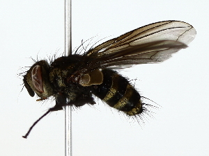  ( - BIOUG70309-H08)  @11 [ ] CreativeCommons - Attribution (2022) CBG Photography Group Centre for Biodiversity Genomics