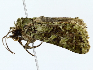  ( - BIOUG70310-B11)  @11 [ ] CreativeCommons - Attribution (2022) CBG Photography Group Centre for Biodiversity Genomics